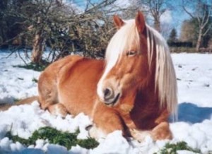 Obrazek