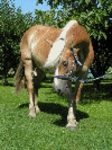 Obrazek