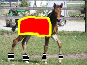 Obrazek